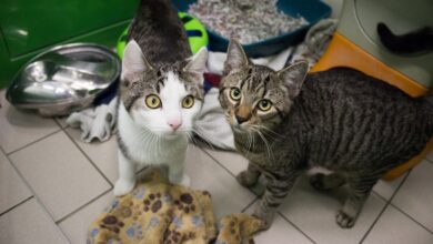 Dakota und Denver © TiKo - Miriam Black