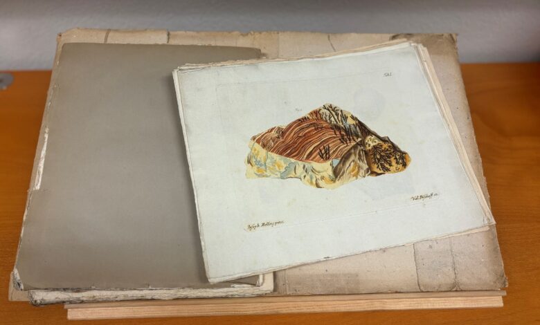 Auch diese Abhandlung von Franz Xaver von Wulfen aus dem Jahr 1793 kann man kaufen. © KLA/Judith Tarmann