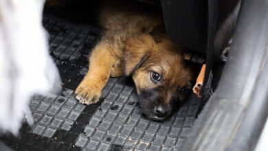 Die Welpen im Auto der Finderin © TiKo_Melanie Olip