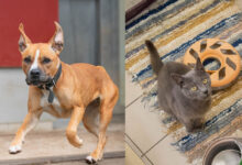 Cleo und Eliot © TiKo