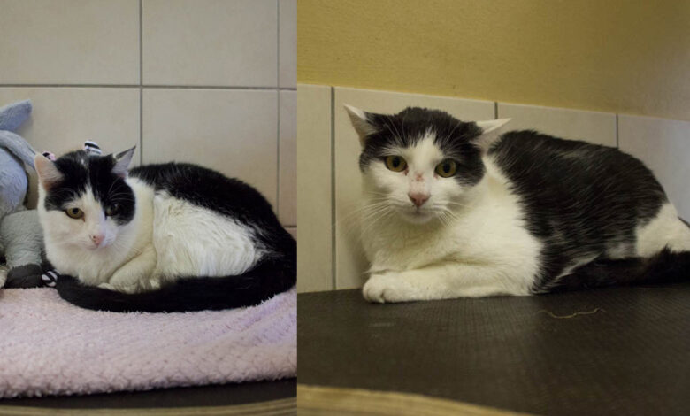 Muni und Whisky © TiKo